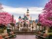 A pathway lined with pink flowered trees leading to a statue of Walt Disney and Mickey Mouse in front of Sleeping Beauty Castle
