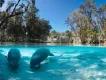 Manatees in Florida Two manatees in the crystal clear water which is surrounded either side by tall trees.