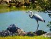 Great Blue Heron at Lake Apopka A great blue heron standing on some rocks on the shore of a lake