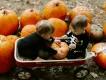Two toddlers in skeleton costumes sit in a red Radio Flyer wagon at a pumpkin patch, holding a pumpkin between them.