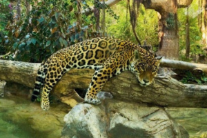 Frühlingsgefühle im Loro Parque 