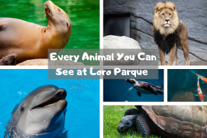 Every Animal You Can See at Loro Parque in Tenerife 