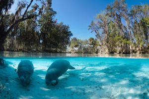 Two manatees in the crystal clear water which is surrounded either side by tall trees.