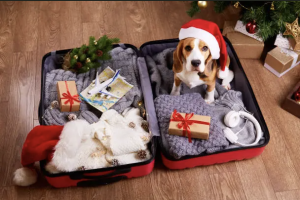 Dog wearing a Santa hat sitting in an open suitcase packed with winter clothes and holiday gifts, ready for Christmas travel.