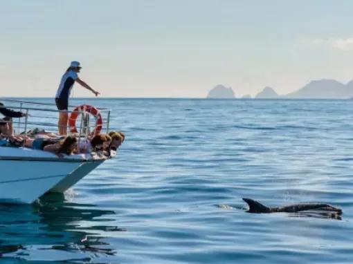 Hole in the Rock Dolphin Cruise