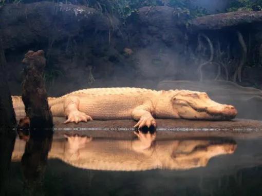 California Academy of Sciences