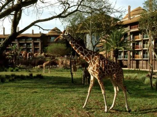 Disney's Animal Kingdom Lodge - Jambo Villas