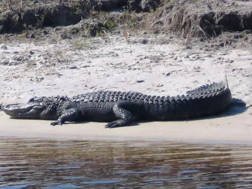 Boggy Creek One Hour Scenic Nature Airboat Ride 