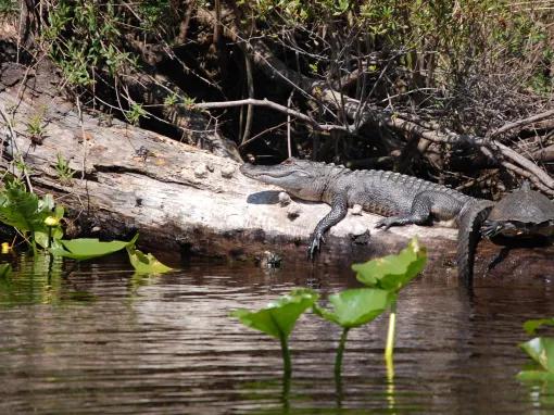 Airboat Ride with Transportation