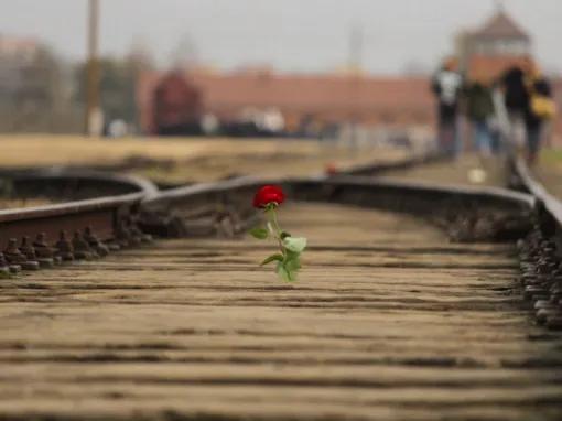 Auschwitz-Birkenau Guided Tour with Private Transport