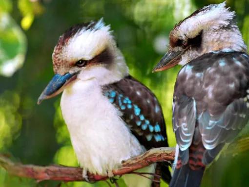 Blue Mountains & Australian Wildlife Tour