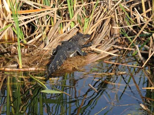 Boggy Creek Orlando Airboat Adventures