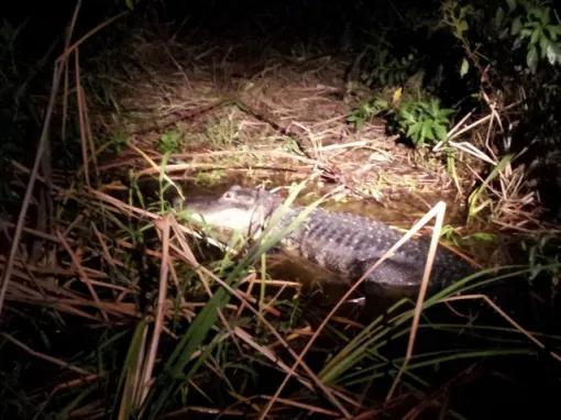Boggy Creek One Hour Airboat Night Tour