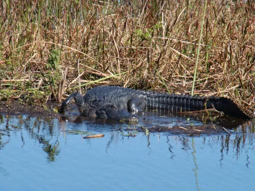 Boggy Creek One Hour Scenic Nature Airboat Ride 