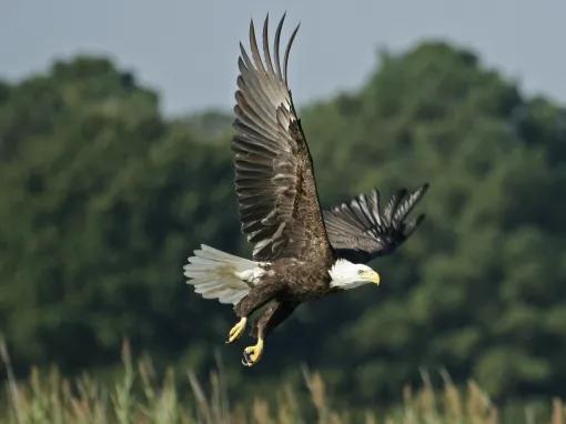 Boggy Creek One Hour Scenic Nature Airboat Ride 