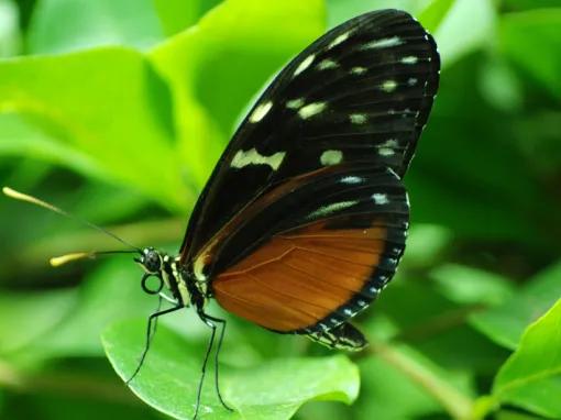 California Academy of Sciences Skip-the-Line General Admission Ticket