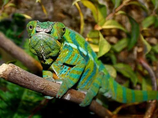 California Academy of Sciences Skip-the-Line General Admission Ticket