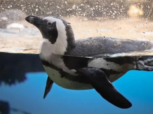 California Academy of Sciences Skip-the-Line General Admission Ticket