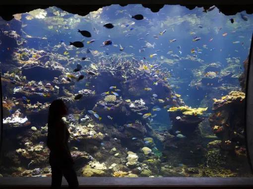 California Academy of Sciences - Behind-the-Scenes Aquarium Tour