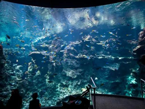 California Academy of Sciences Skip-the-Line General Admission Ticket