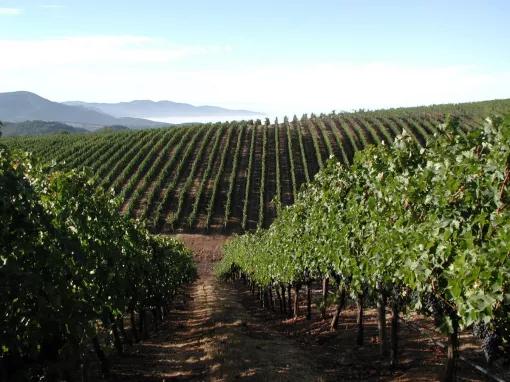 California Wine Country - Full Day Tour to Sonoma and Napa from San Francisco 