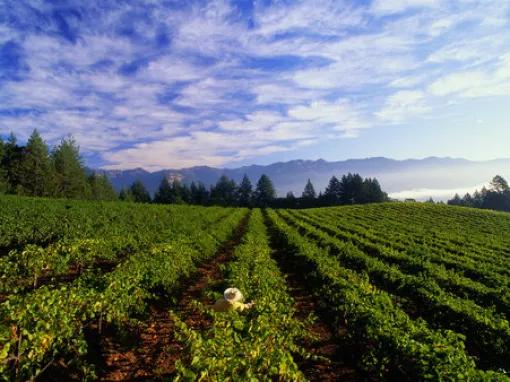California Wine Country - Full Day Tour to Sonoma and Napa from San Francisco 