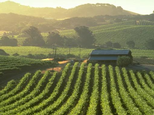 California Wine Country - Full Day Tour to Sonoma and Napa from San Francisco 
