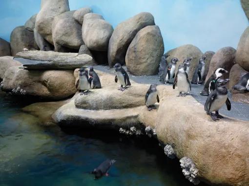 California Academy of Sciences