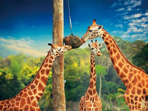 Croc Express - Australia Zoo from the Gold Coast