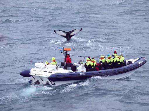 RIB Express Whale Watching Tour from Reykjavik