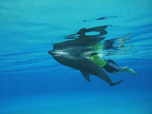 Atlantis Dolphin Adventure Deep Water Interaction at Dolphin Bay