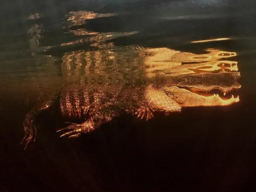 Red Eye Exclusive Night-time Airboat Adventure