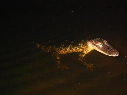 Red Eye Exclusive Night-time Airboat Adventure