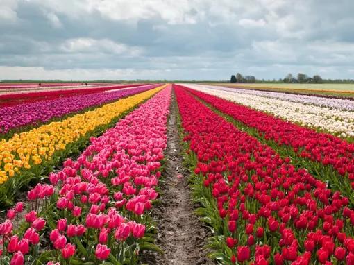 Tulip Flower Fields and Keukenhof Garden Tour 