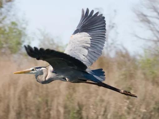 Boggy Creek Orlando 30-Minute Airboat Ride