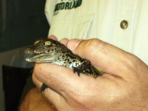 Gatorland Orlando Admission Ticket