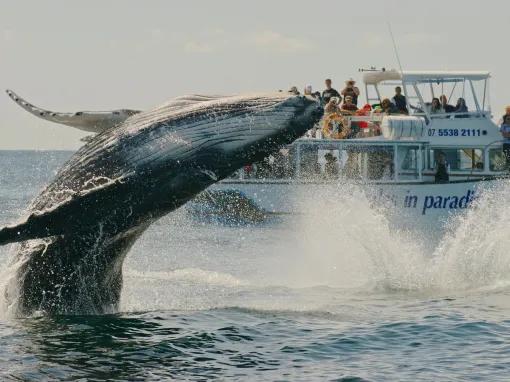 Gold Coast Whale Watching