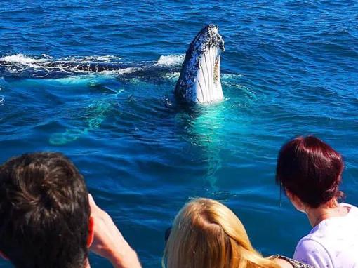 Gold Coast Whale Watching