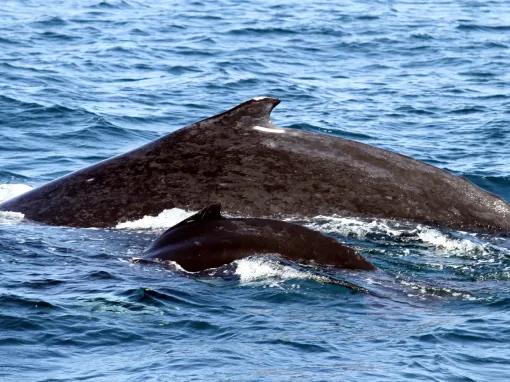 Gold Coast Whale Watching