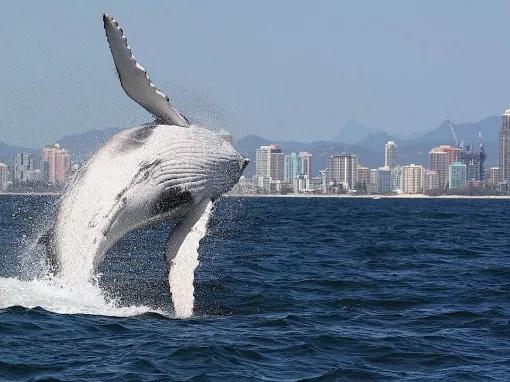 Gold Coast Whale Watching