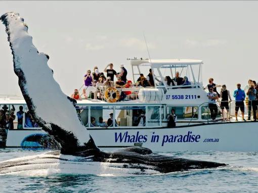 Gold Coast Whale Watching