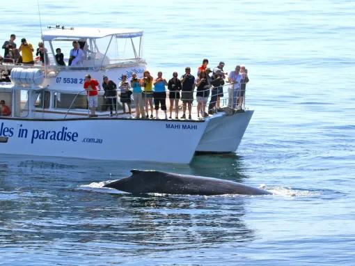 Gold Coast Whale Watching