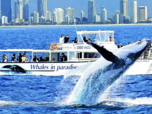 Gold Coast Whale Watching