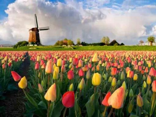 Amsterdam Guided City Tour & Keukenhof