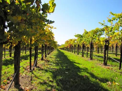 California Wine Country - Full Day Tour to Sonoma and Napa from San Francisco 