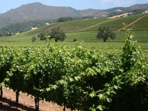 California Wine Country - Full Day Tour to Sonoma and Napa from San Francisco 