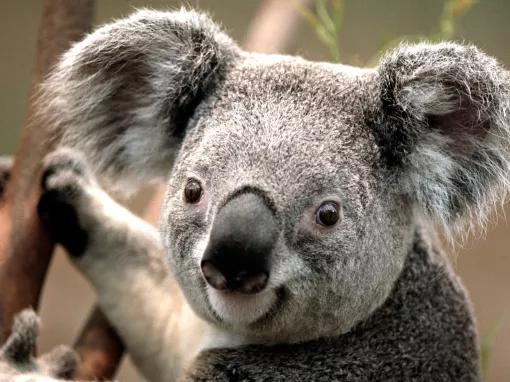Brisbane River Cruise to Lone Pine Koala Sanctuary