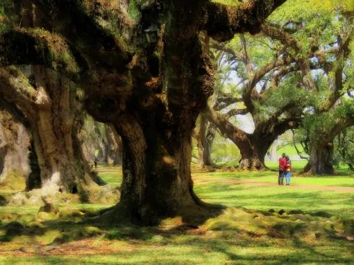 Double Plantation Tour