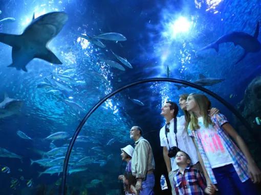 Loro Parque