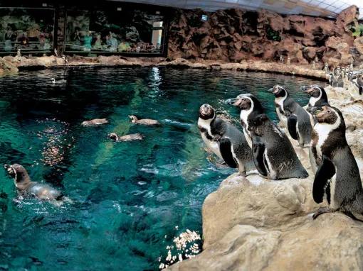 Loro Parque and Siam Park Twin Ticket - Penguins Swimming